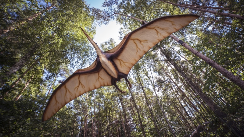 extinct, directly below, replica, hagbard, woodland, dinosaur, evolution, tooth, green color, forest, near, carnivores, plant, trees, dragon, sky, tree