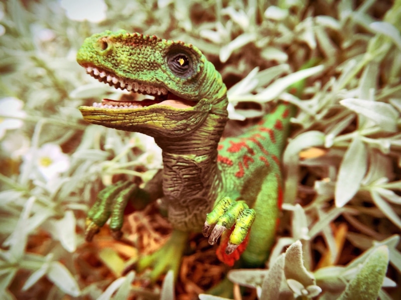 vertebrate, focus on foreground, animals in the wild, plant part, animal wildlife, close-up, reptile, animal scale, Prehistoric Times, one animal, dino