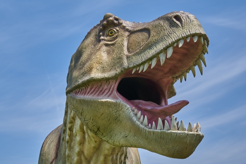 animal teeth, animal representation, model, animal head, dinosaur, extinct, art and craft, low angle view, predator, bite, aggression, 4K, foot, dino
