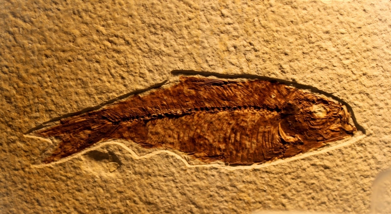 rock - object, stone, day, no people, close-up, bones, fossil, rock, sandstone, rough, fish, museum, sunlight, textured, prehistoric, paleontology, land