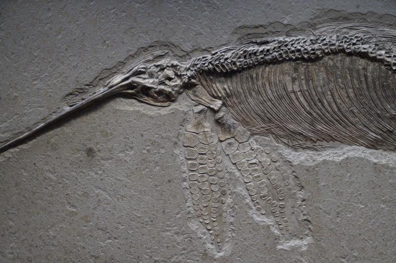 steinplatte, animals in the wild, land, vertebrate, Petrified, animal themes, animal, Skeleton, metal, nature, transitional form, museum of natural history
