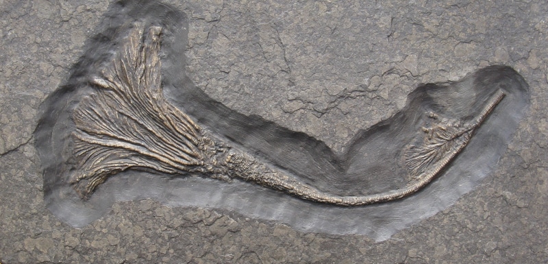 close-up, textured, 2K, day, anthozoa, trunk, trias, rough, tree, fossil collectors, crinoids, paleontology, animal, animal themes, creativity, gray, germanic basin