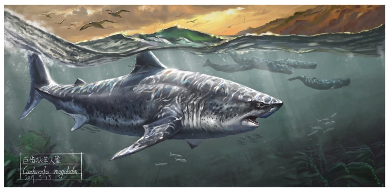 Whales, 1080P, Megalodon, Shark