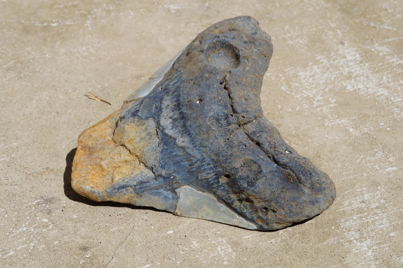 no people, animal body part, 5K, animal head, vertebrate, close-up, dirt, rock, animal themes, animal, high angle view, shark tooth, reptile, beach, fossil