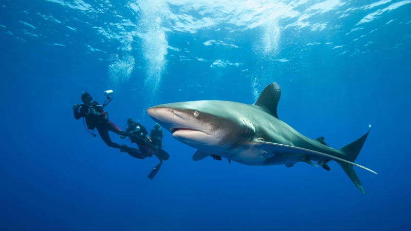 scuba diving, vertebrate, animal themes, Great White Shark, bubbles, animal, underwater, underwater diving, water, dangerous, shark, blue, fish, nature