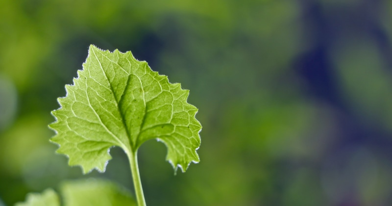 views, faves, freshness, Springtime, closeup, light, Shots, Makro, Nature, Thankyou, simple, Thank you, Canon, leaf, colours, green leaf, Rebel, EOS, colors