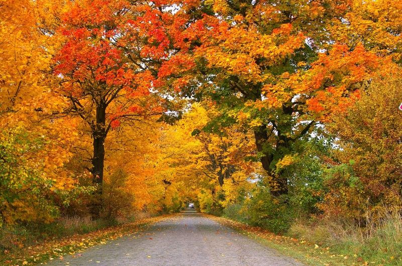 colorful, maple, grey, land, bright, plant, leaves in the autumn, plant part, tree, yellow, coloring, fall foliage, change, time of year, mood, deciduous tree