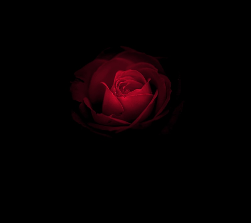 Rose flower, Huawei Mate RS, Red Rose, Stock, Porsche Design, Black, HD, 2K