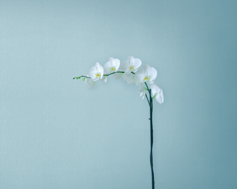 Stock, Huawei MediaPad M5, Minimal, 2K, Artificial flowers