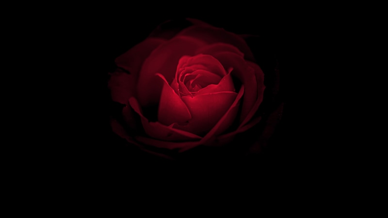 Rose, 2K, red, Porsche, Design, Mate, Huawei, rs