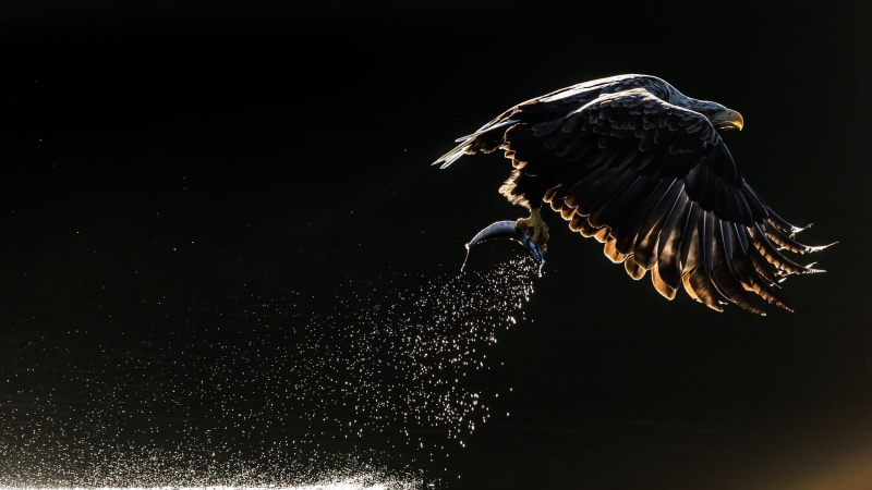 the dark background, bird, Orlan, squirt, 1080P, eagle, fish, catch