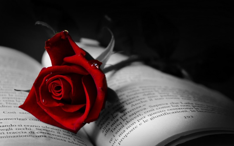 3d and abstract, love, 2K, red, book, rose, moments, black, passionate, wall, red rose