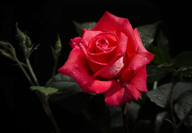 anniversary, drop, rose, freshness, flowering plant, red, fragility, growth, love, rose - Flower, no people, flower Head, plant, beauty In Nature, gift