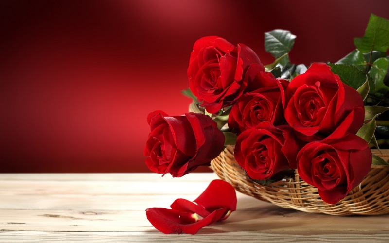 red roses, roses, red, fresh, rose, 2K, bouquet