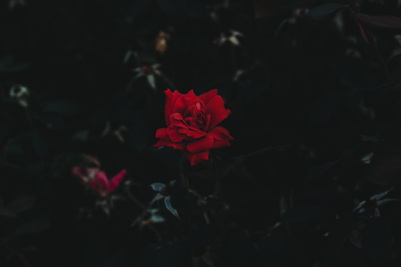close-up, landscape, flowering plant, plant, red, petal, outdoors, rose - flower, inflorescence, no people, growth, fragility, rose, red flowers, flower head