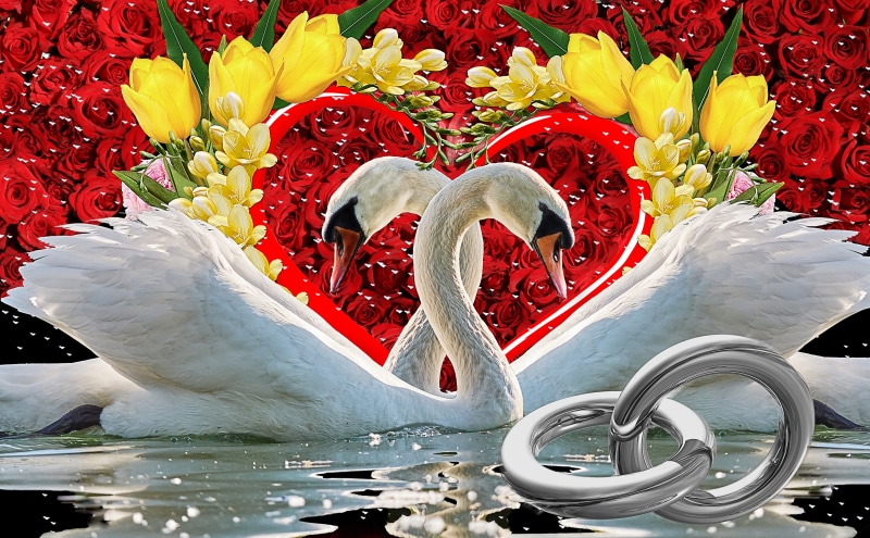5K, photo, water, white, heart, in love, floral pattern, obligation, animal themes, rings, beauty in nature, indoors, art and craft, bouquet, no people