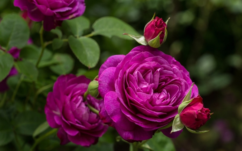 Flowers, Klum, Purple, Rose, 2K, Heidi