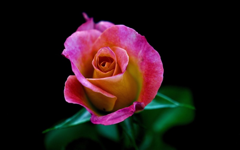 1080P, Pink, close, One, Rose, Flower, Background, yellow, Black