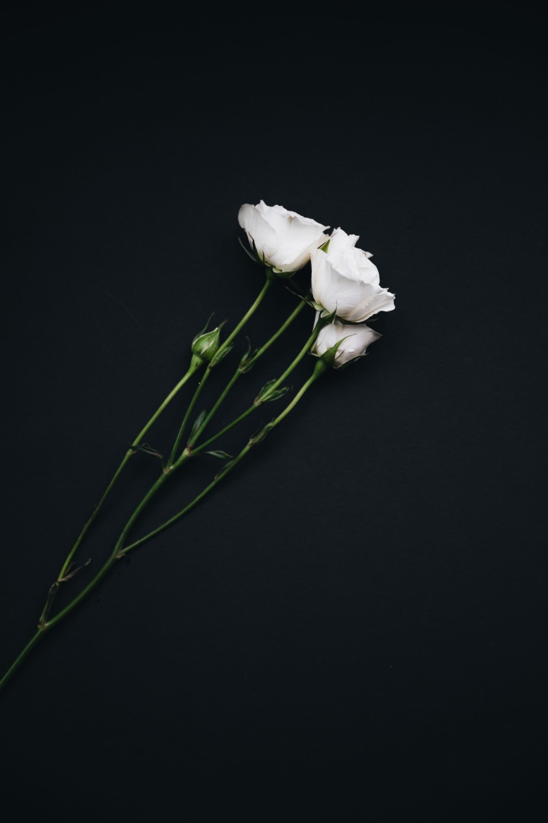 black background, no people, plant, flower arrangement, flower head, fragility, flowering plant, roses, three, copy space, inflorescence, freshness, white rose
