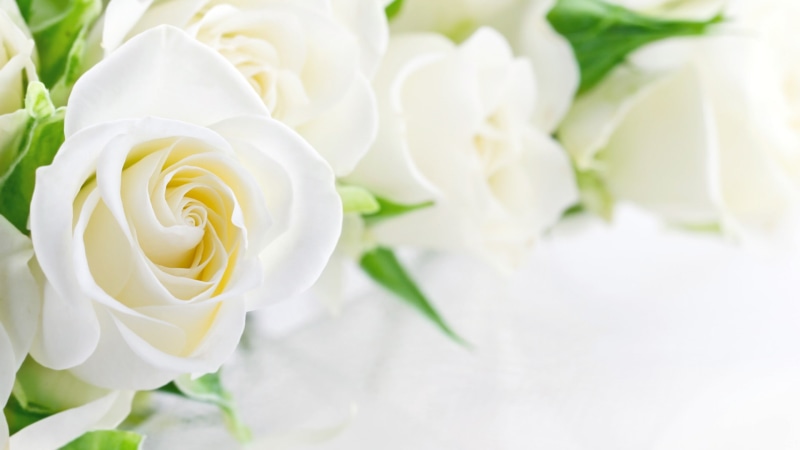 white, 1080P, white rose, roses, rose