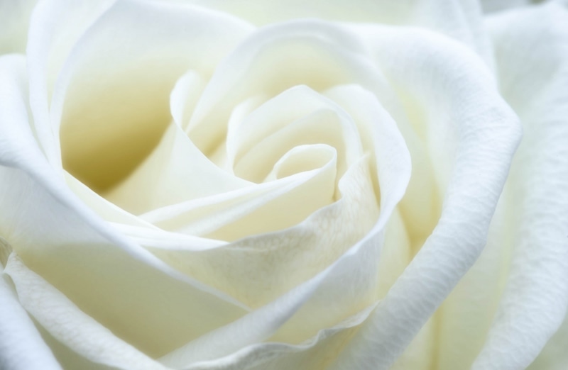 Flower, Symbol, flowering plant, rose - flower, Beauty, Petals, petal, Aero, close-up, 1080P, full frame, white color, Close, backgrounds, beauty in nature