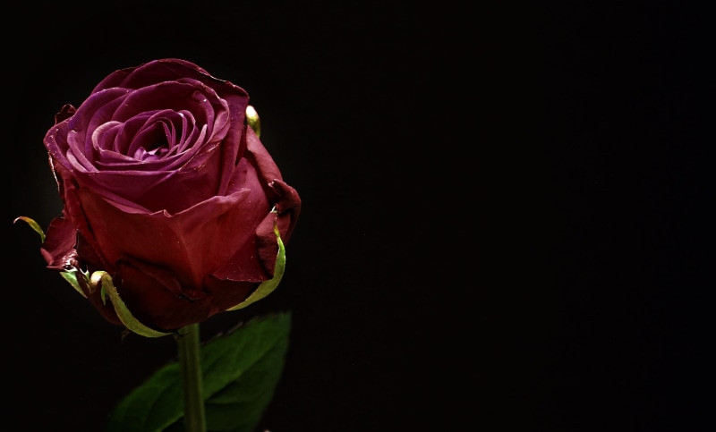 flower head, love, rose bloom, no people, flower, consolation, beauty in nature, hope, close-up, 2K, romance, red, rose, studio shot, background, bloom