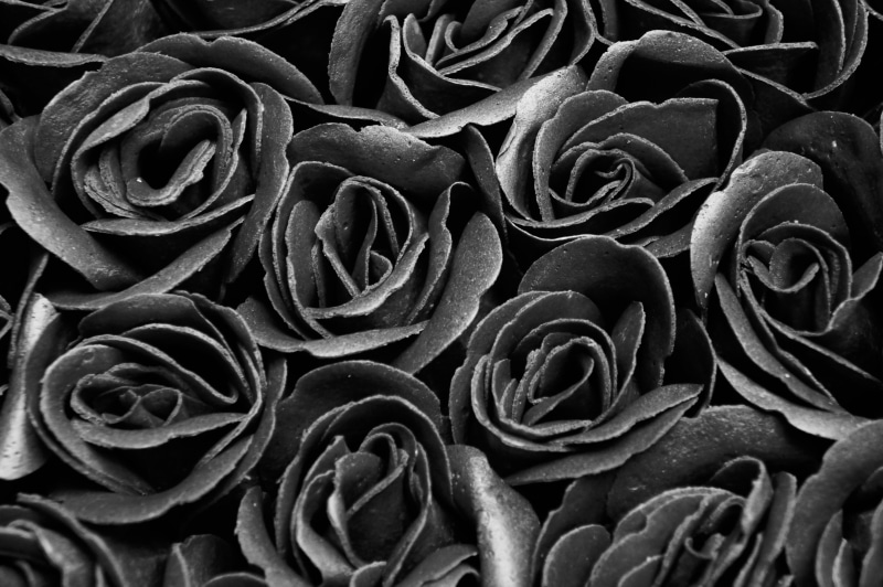 petal, growth, flowers, flower, inflorescence, fragility, natural pattern, 4K, gothic, vulnerability, close-up, flowering plant, black and white, mourning
