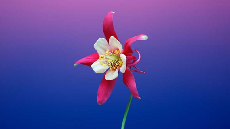 5K, flower, iPhone 8, red, HD, Aquilegia, Stock, iPhone X, iOS 11, white