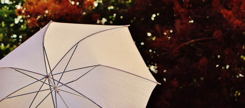 sun protection, nature, shade tree, summer, 5K, protection, sun, tree, umbrella, wet, white color, outdoors, screen, drop, autumn, weather, plant, security