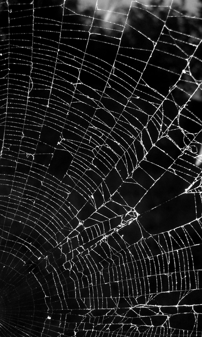 intricacy, fragility, dark, detail, outdoors, day, pattern, close-up, dew, backgrounds, black and white, spider, full frame, spider web, concentric, natural pattern