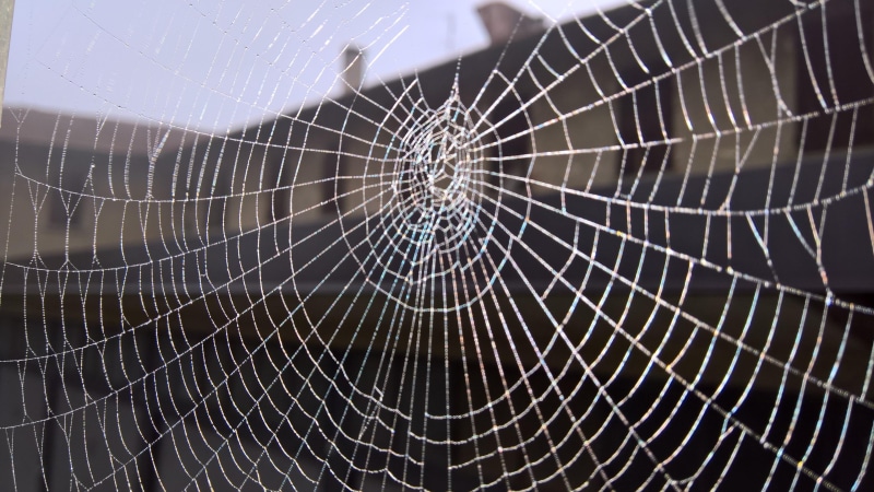 line, beauty in nature, dew, net, no people, natural pattern, spider web, vulnerability, black background, focus on foreground, intricacy, full frame, backgrounds
