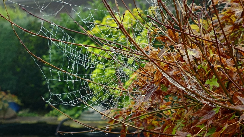 tranquility, green color, morgentau, network, autumn, natural pattern, plant, growth, intricacy, focus on foreground, 5K, no people, cobweb, complexity