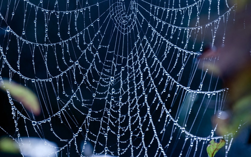 net, abstract, backgrounds, autumn, pattern, beauty In Nature, water, spider Web, arachnid, sunlight, grass, selective focus, outdoors, close-up, focus on foreground