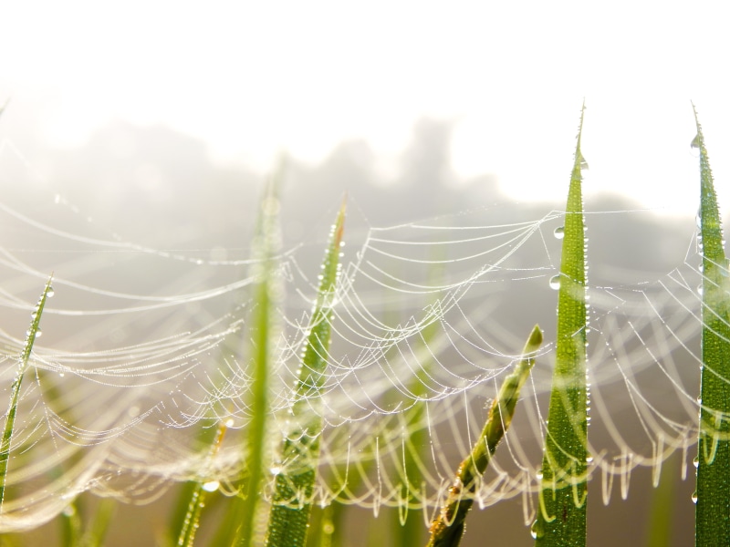 spiderweb, blur, dew, net, arachnid, plant, tranquility, spider, summer, close-up, network, nature, trap, grass, green, mist, sky, wet, intricacy, dawn