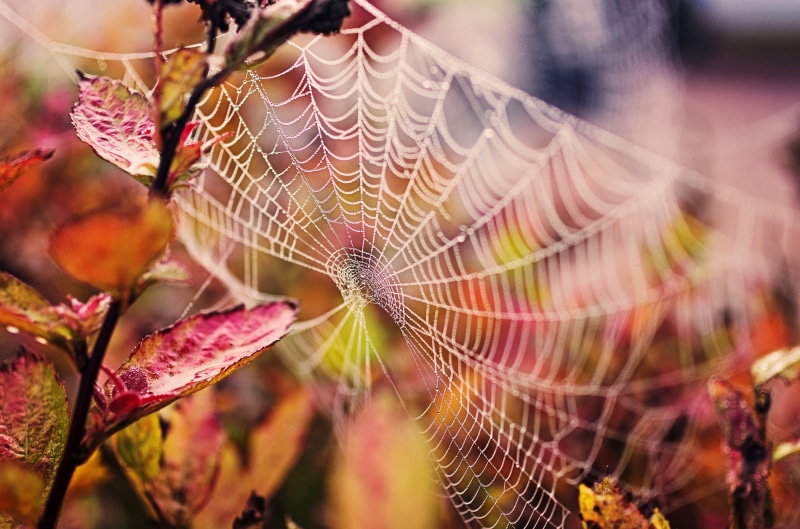 autumn, outdoors, freshness, selective focus, backgrounds, fragility, green Color, spider, beauty In Nature, environment, complexity, morning, web, drop