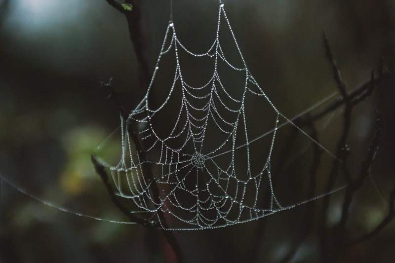 complexity, white, web, trapped, outdoors, vulnerability, no people, cobweb, day, selective focus, fragility, nature, arachnid, close-up, animal, spider web