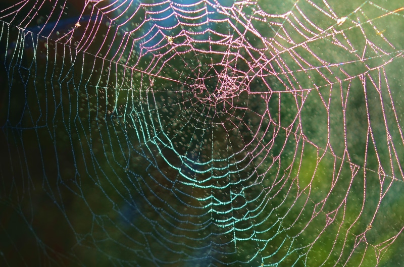 natural pattern, day, vulnerability, close-up, nature, dew, water, no people, web, macro, full frame, net, focus on foreground, complexity, concentric