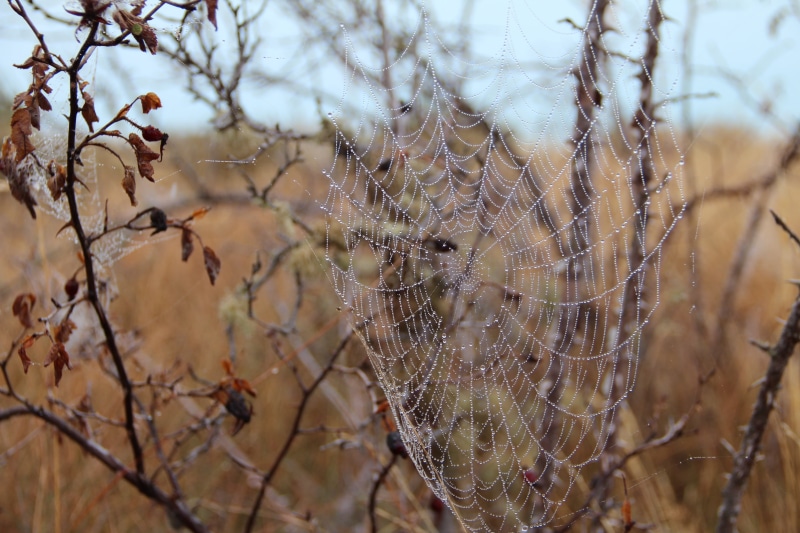 tree, tranquility, pattern, day, selective focus, dewdrop, network, outdoors, spider web, branch, focus on foreground, animal themes, fragility, beauty in nature