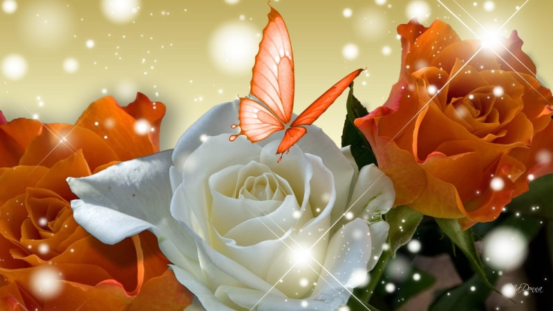 orange, high, butterfly, rose, 3d and abstract, 1080P, glow, roses, summer, orange rose, white, spring, white rose