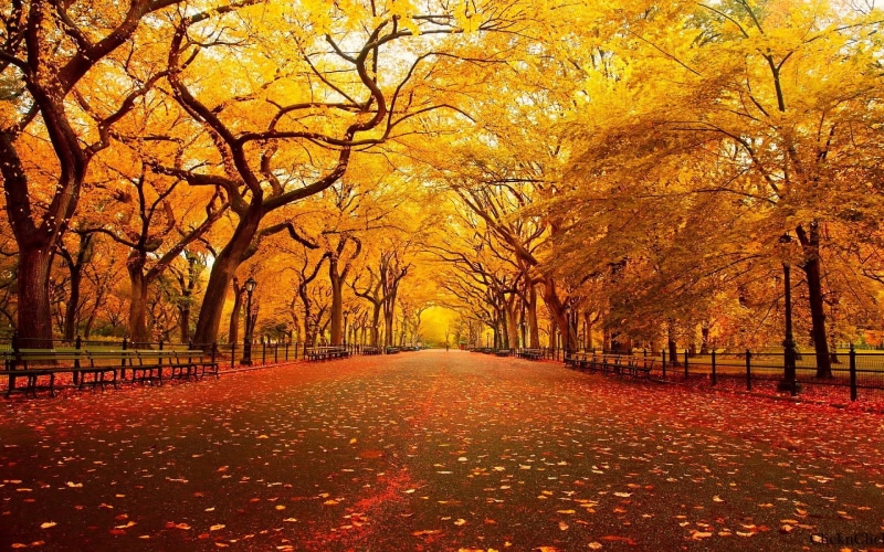 1920x1200, thanksgiving, 1080P, Beautiful Tree