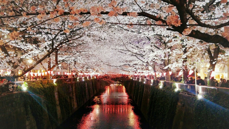 plant, actually, canal, flower, tree, growth, architecture, nakameguro, years, no people, water, blossom, nature, ve, cherry tree, park - man made space