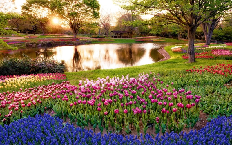 Scenery, Tokyo, Flowers, 1080P, Japan, Pond, Trees, Morning, Park, Sunrise
