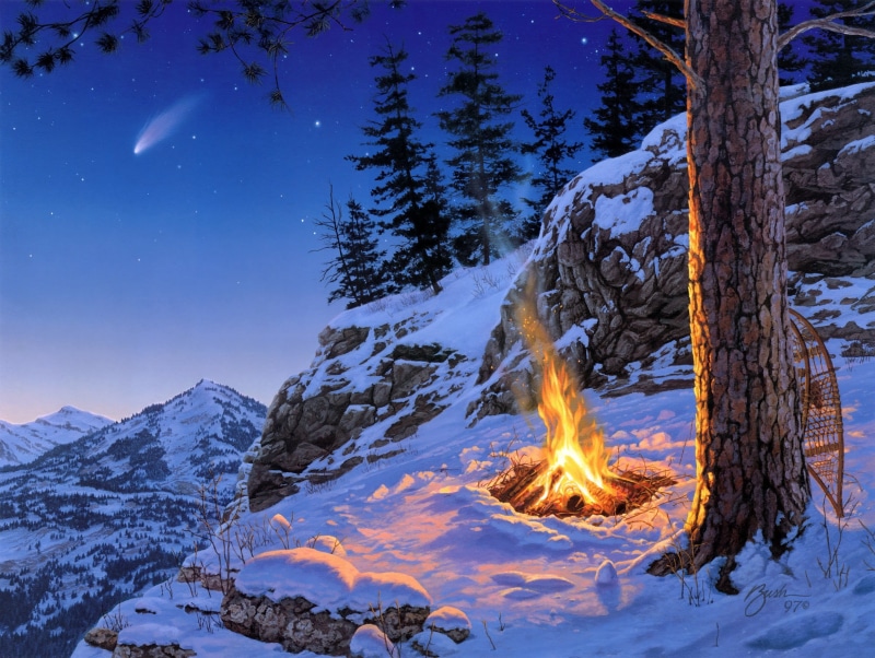 pine tree, late in the evening, tree, bonfire, trunk, spruce, outdoors, Once in a Lifetime, woodland, fire, scenics, light - Natural Phenomenon, cold temperature