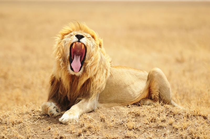 creative-commons, safari Animals, animals In The Wild, serengeti, late night, adult, big Cat, mane, wildlife, d300, tanzania, kenya, africa, undomesticated Cat