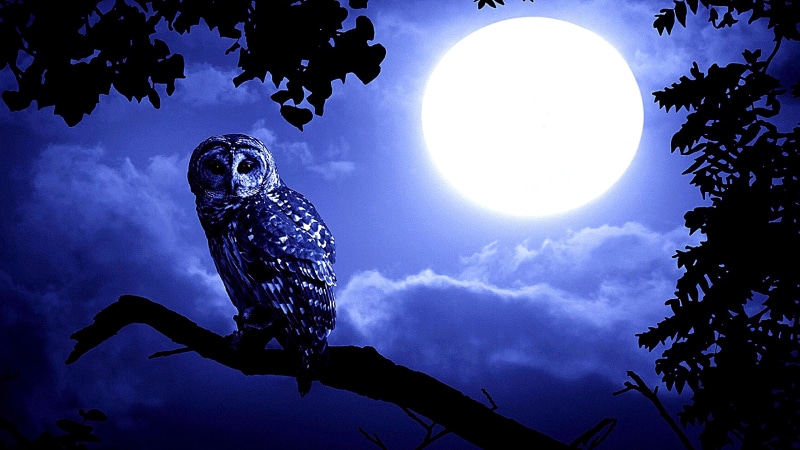 full moon, night, tree, 4K, owl