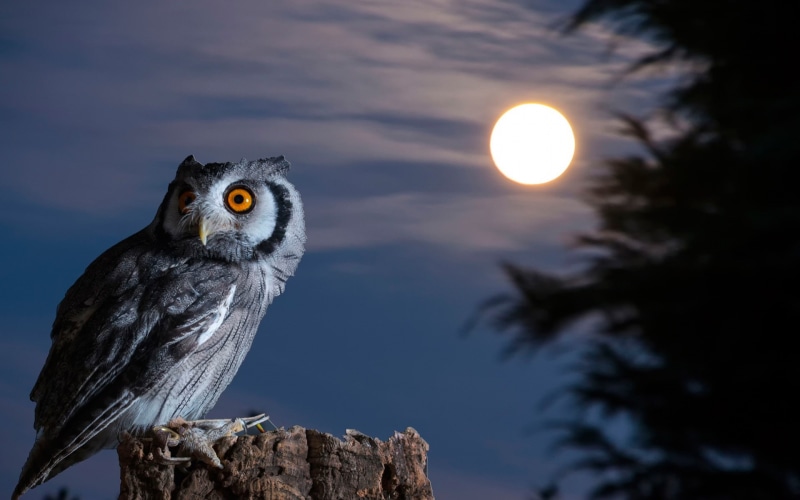 Owl, 1080P, Moon, Bird, Night