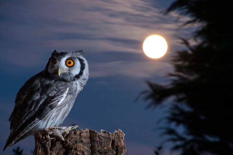 owl, white, 1080P, grey, Night, Bird, moon