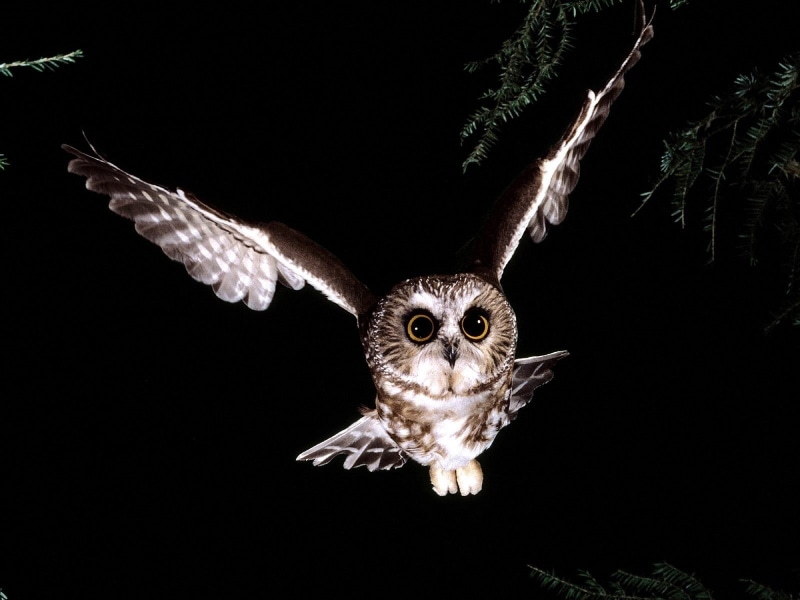 birds, 720P, animals in the wild, flying, bird of prey, no people, one animal, black background, night, owl, animal body part, bird, vertebrate, looking at camera