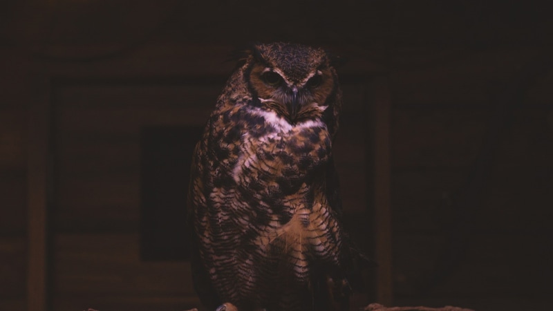 animals in captivity, no people, mammal, looking at camera, brown, owl, bird, falcon - bird, looking, animal themes, 1080P, front view, animal eye, vertebrate