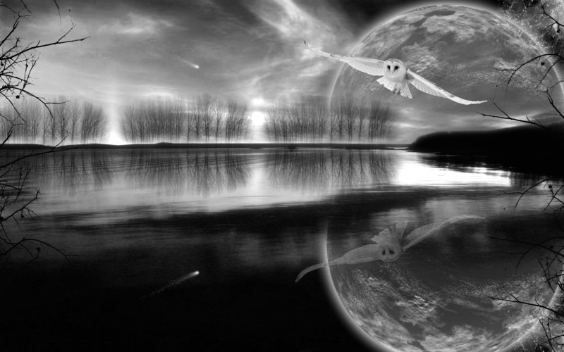 night, 3d and abstract, 1080P, owl, fantasy, abstract